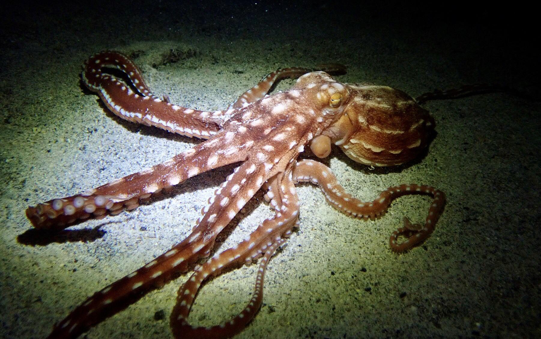 PADI Night Diver