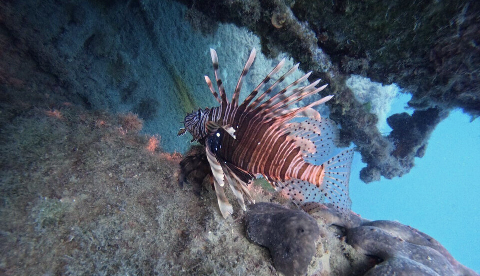Hunda e Kuqe dive site in Saranda, Albania